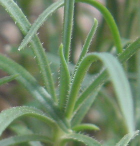 Gypsophila? No, Petrorhagia saxifraga (Caryophyllaceae)